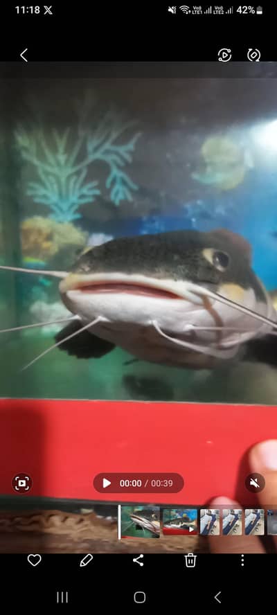 Red Tail Cat Fish