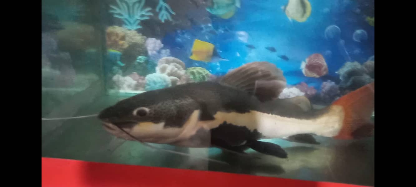 Red Tail Cat Fish 1