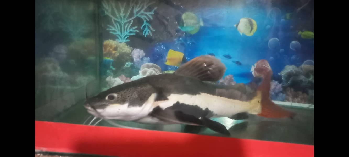 Red Tail Cat Fish 2
