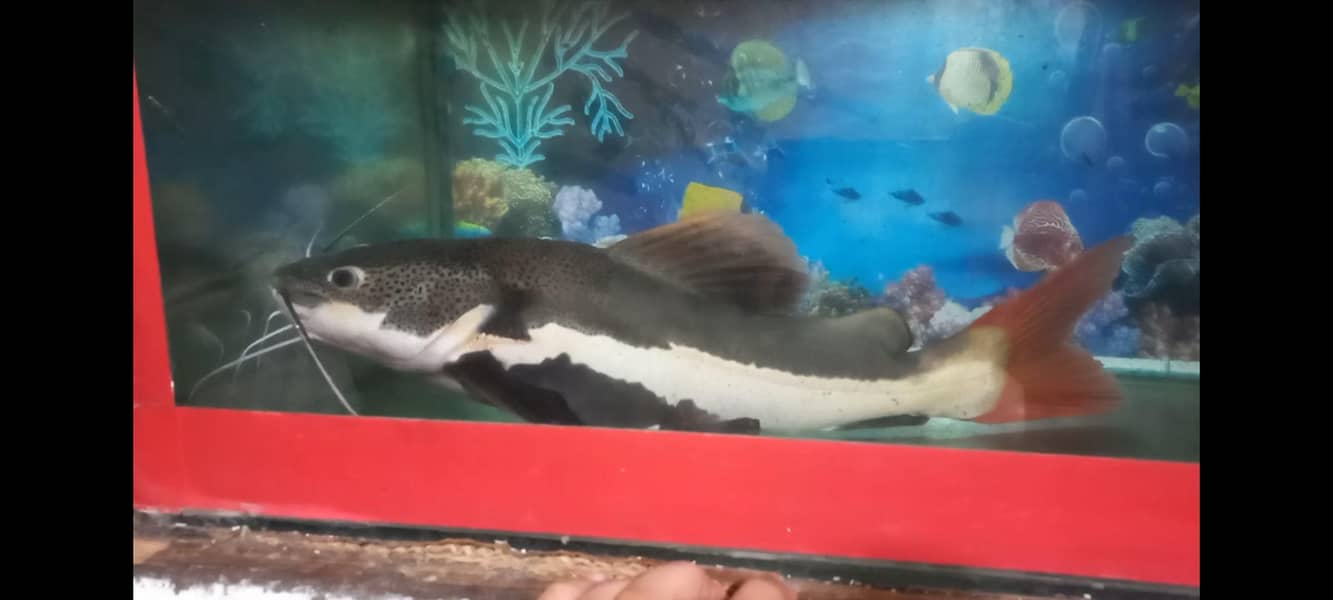 Red Tail Cat Fish 3