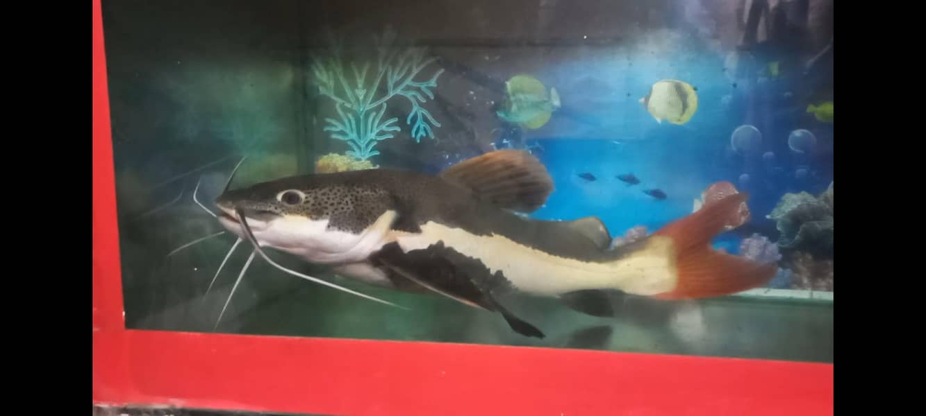 Red Tail Cat Fish 4