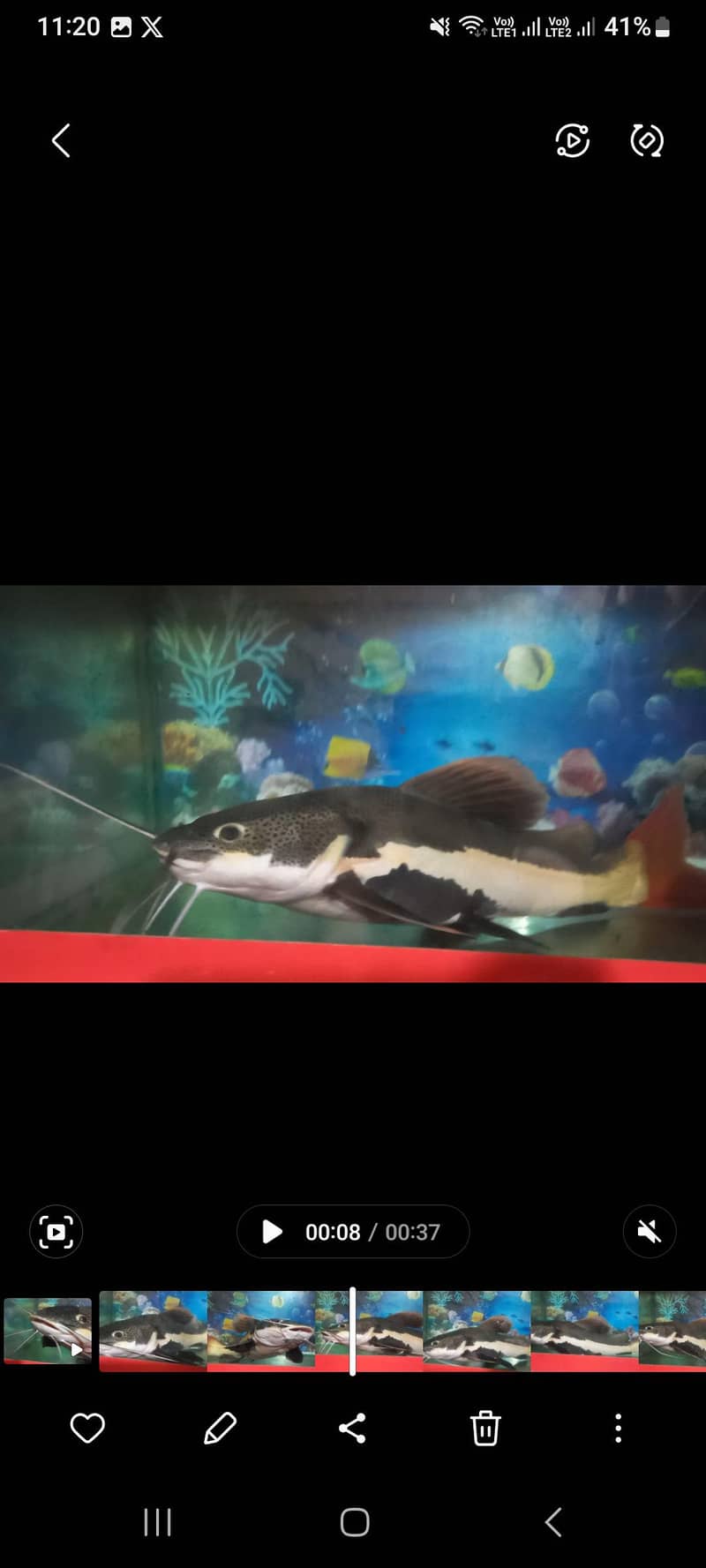 Red Tail Cat Fish 5