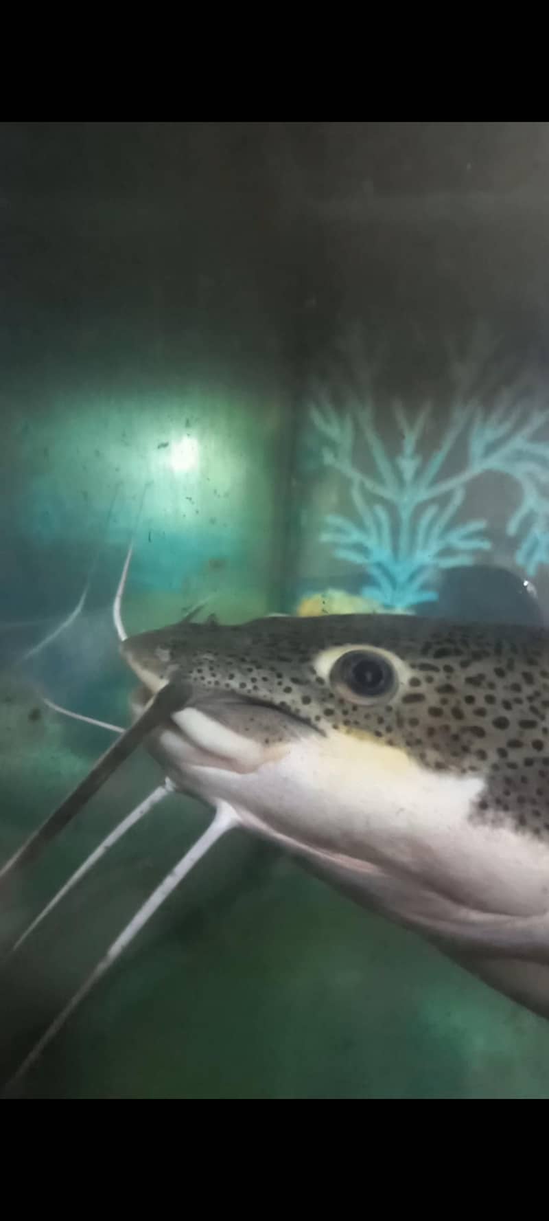 Red Tail Cat Fish 6