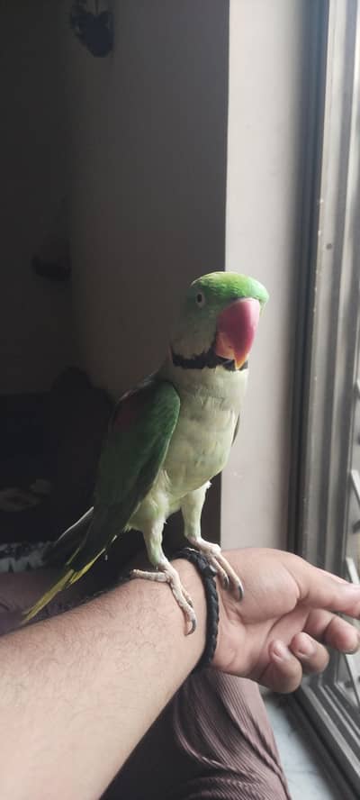 hand tam parrot