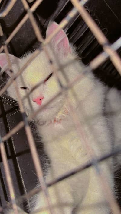 Beautiful Pure White Male Kitten For Sale