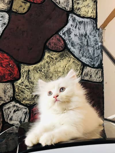 Male kitten
