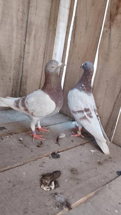 Qasid Breeder pair
