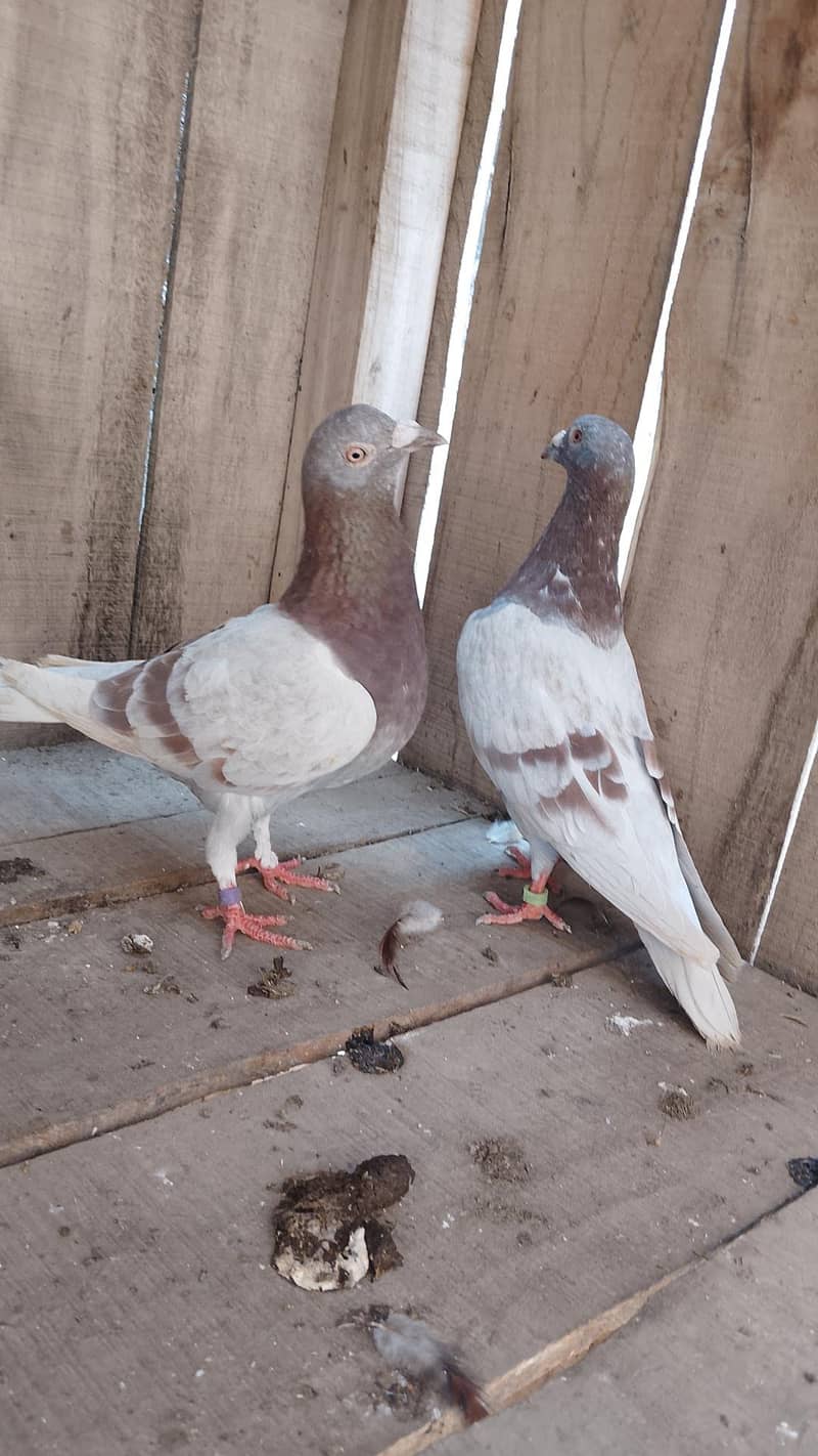 Qasid Breeder pair 0