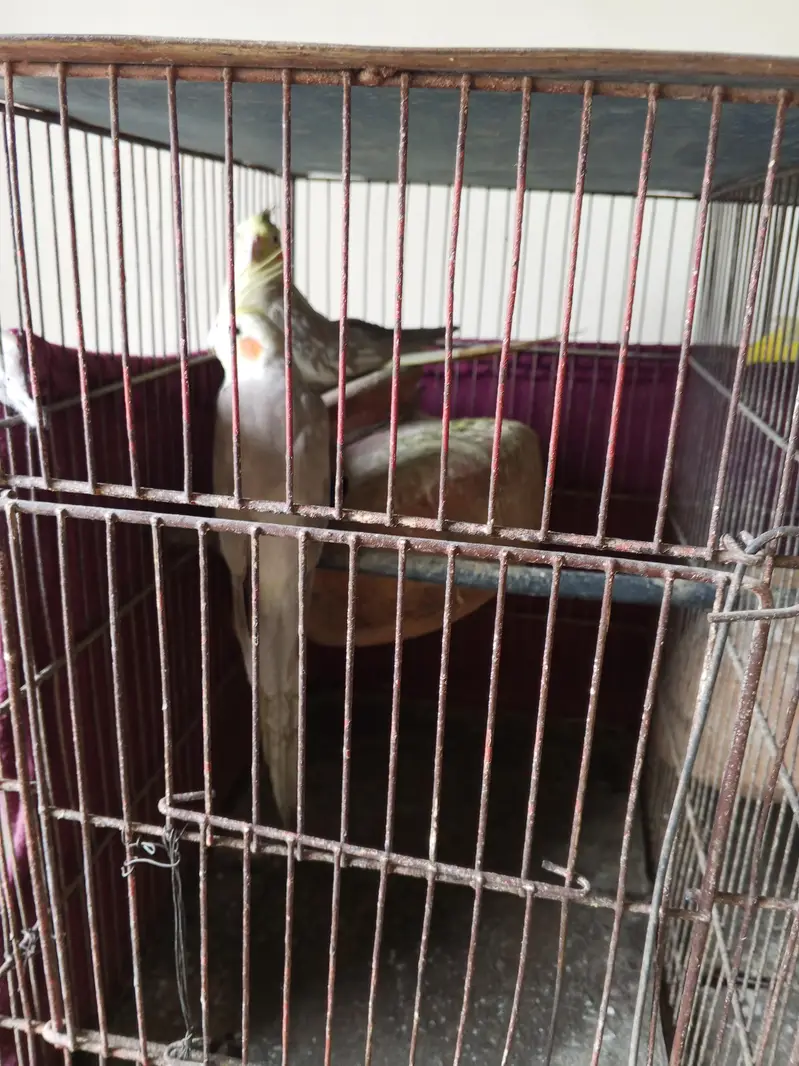 young breeding paira — photo 2