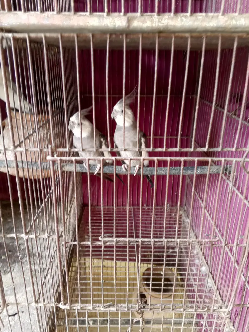 young breeding paira — photo 3