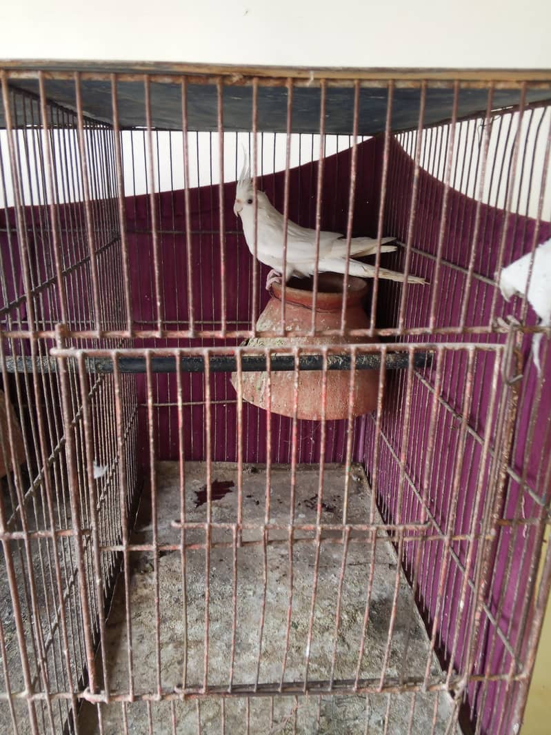 young breeding paira 3