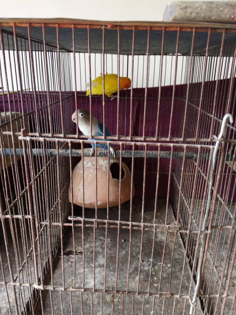 young breeding paira 4