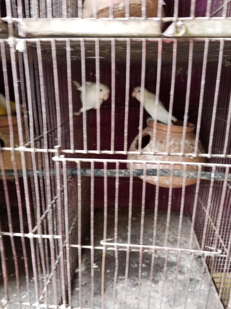 young breeding paira 5