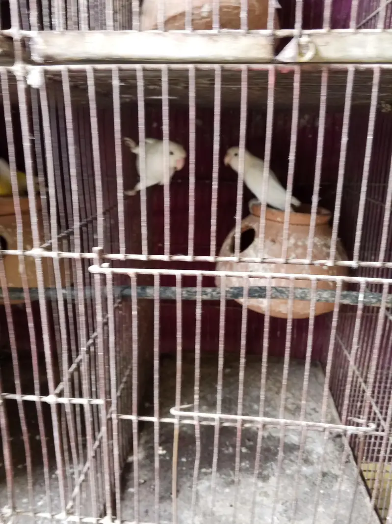 young breeding paira — photo 6