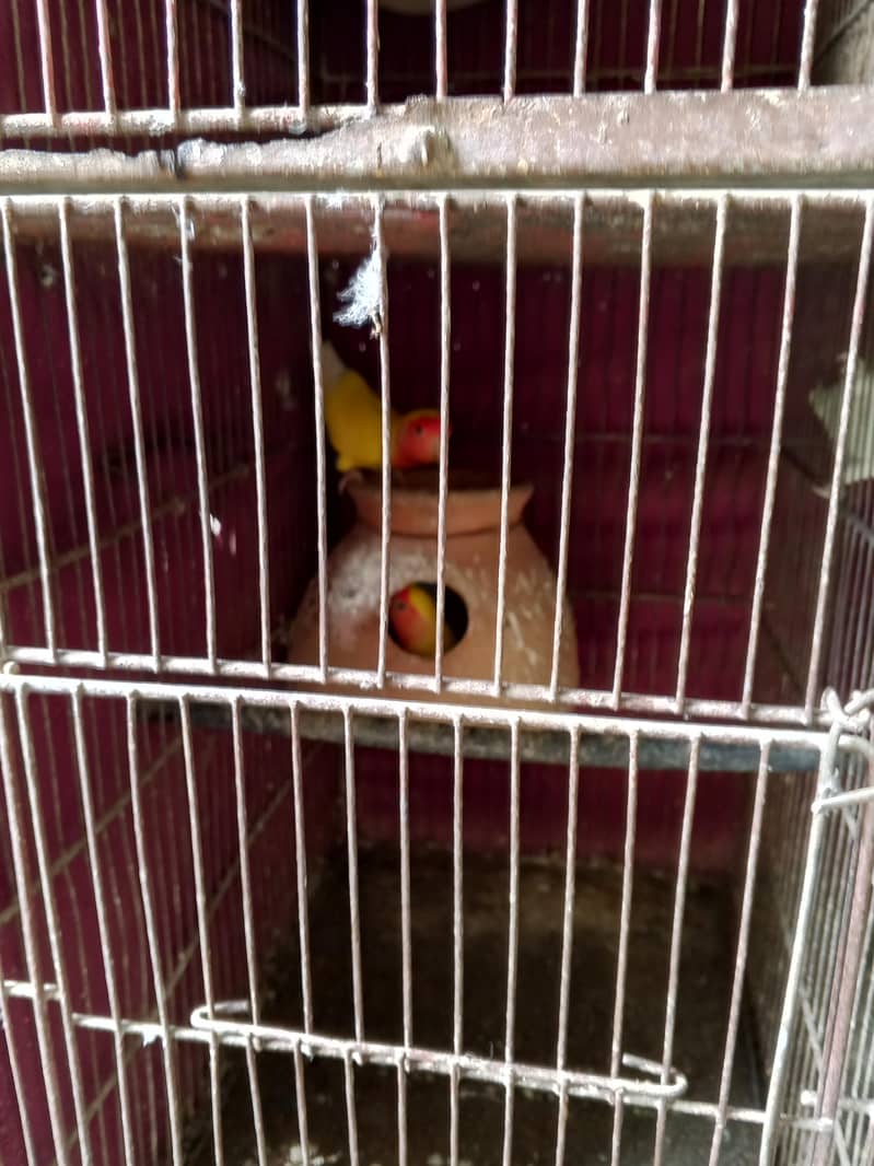 young breeding paira 6