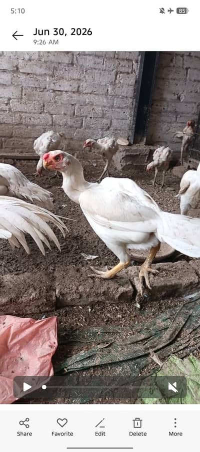 Paper White Shamo, Paper White Thai Breed & Blue Dragon Trio