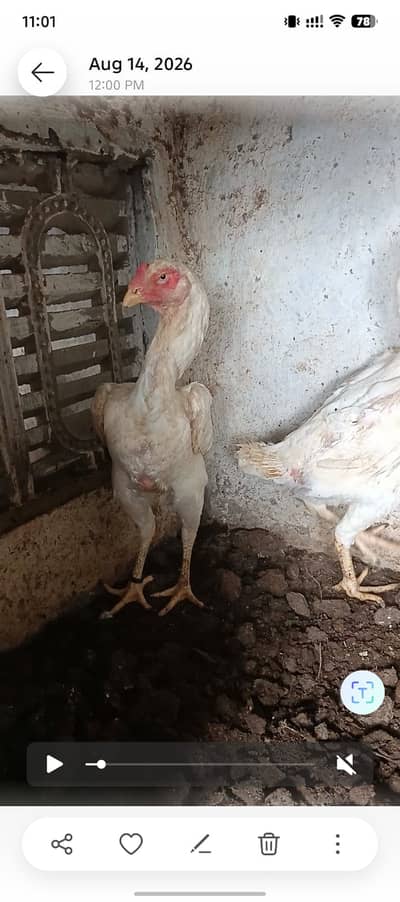 Paper White Shamo, Paper White Thai Breed & Blue Dragon Trio
