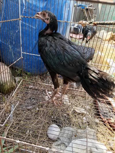 barmi cross female