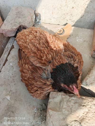 kukar hen for sale