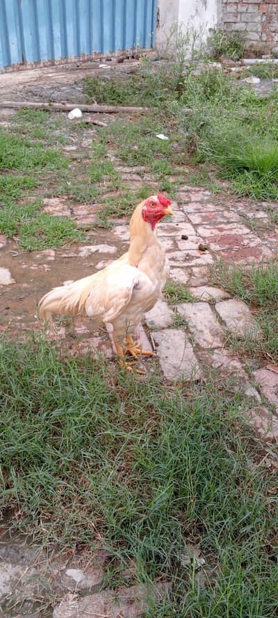 Aseel Heera pair