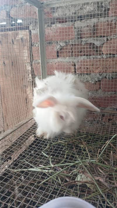 white angora