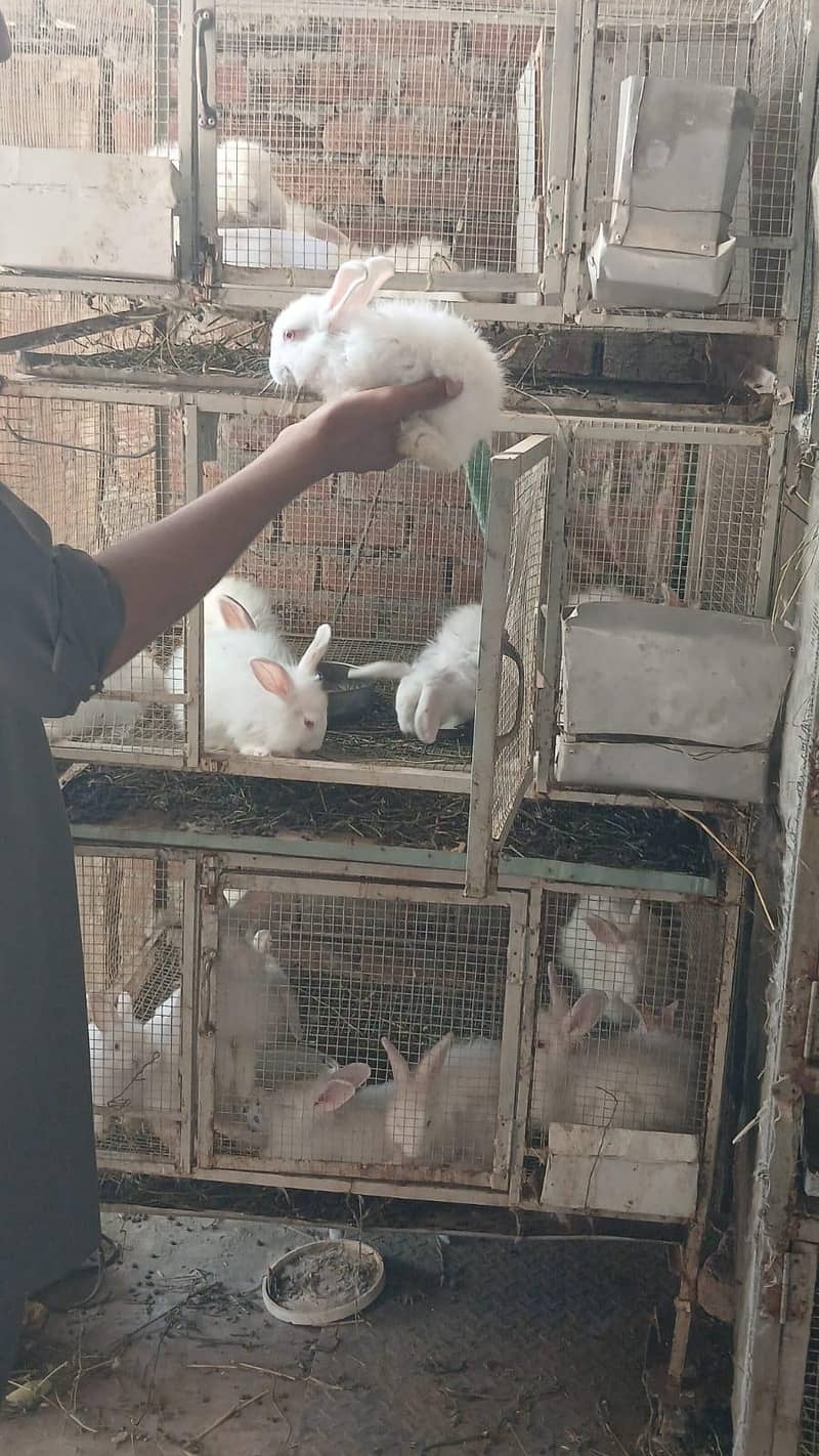 white angora 1