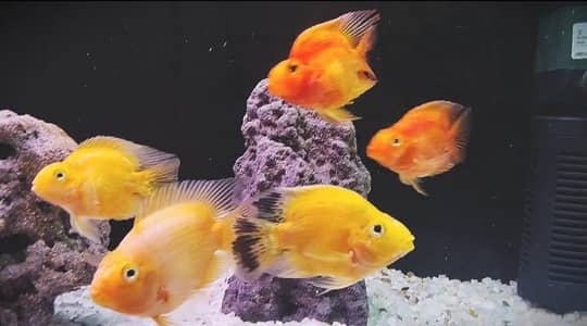 PARROT FISHES AVAILABLE 