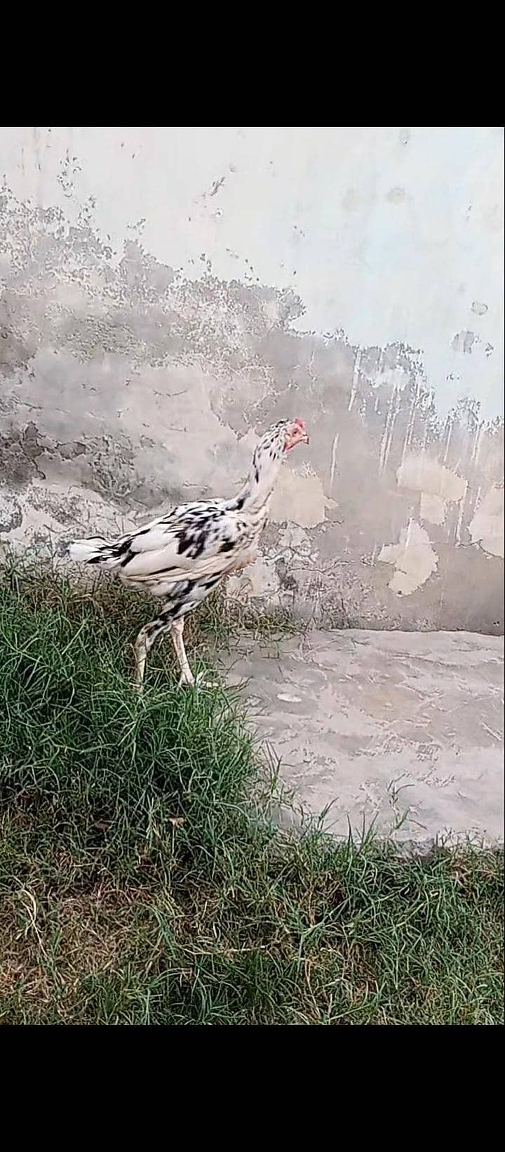 نر 1  اور 2مادہ 3
