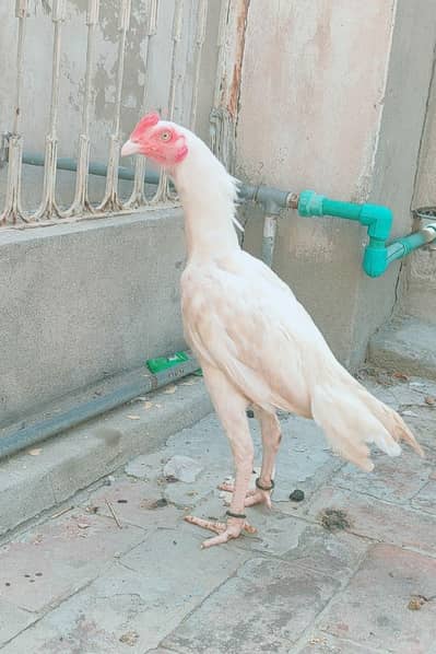 top quality home breed hera paths 6month . 0304.7900994