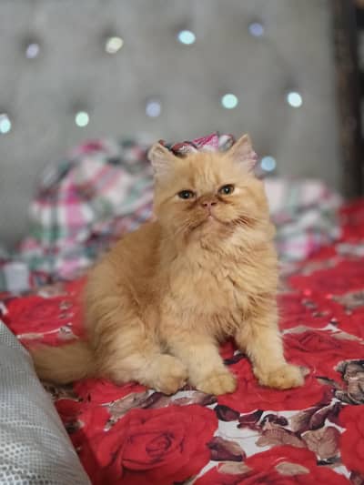 near to piki female kiten