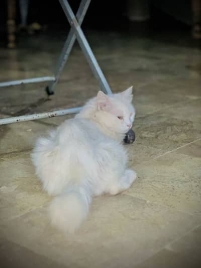 White Persian Doll Face Female Cat For sale