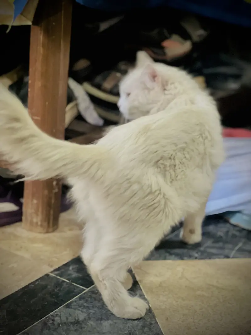 White Persian Doll Face Female Cat For sale — photo 3