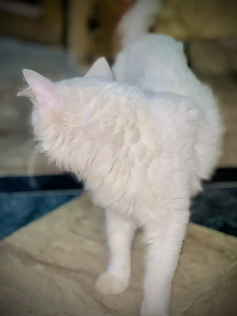 White Persian Doll Face Female Cat For sale — photo 4