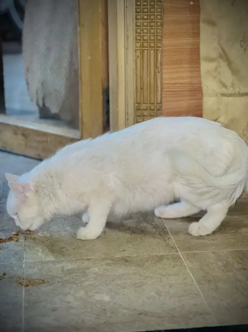 White Persian Doll Face Female Cat For sale — photo 5