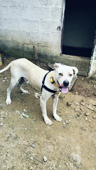 Dog pitbull