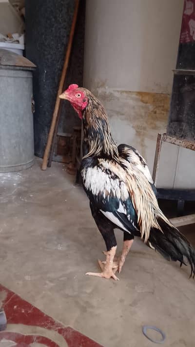 for sale