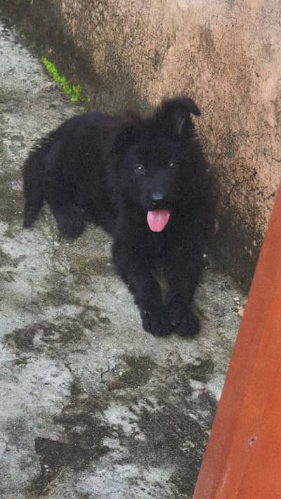 Black shepherd long coat pedigree