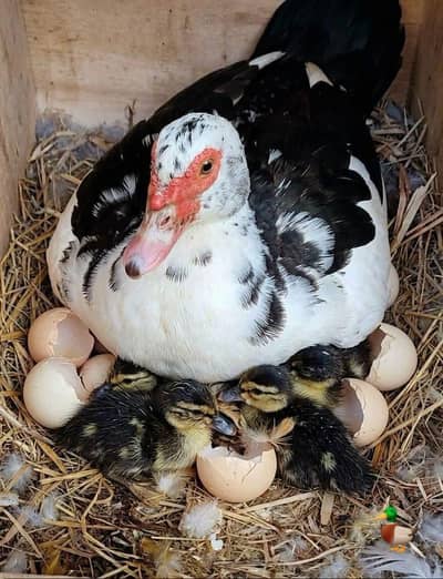 Muscovy ducks urgent sale home breed egg deti hen