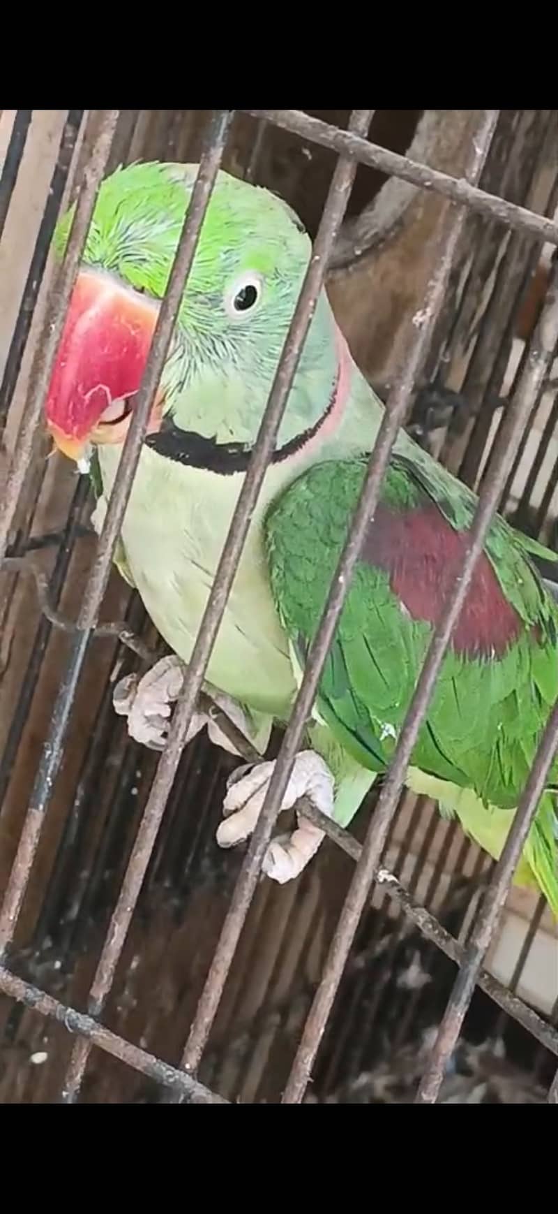 Raw Talking bird pair 0