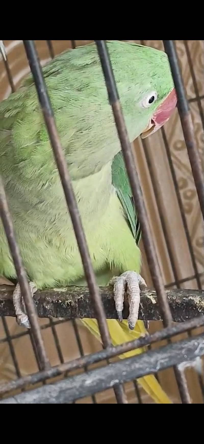 Raw Talking bird pair 1