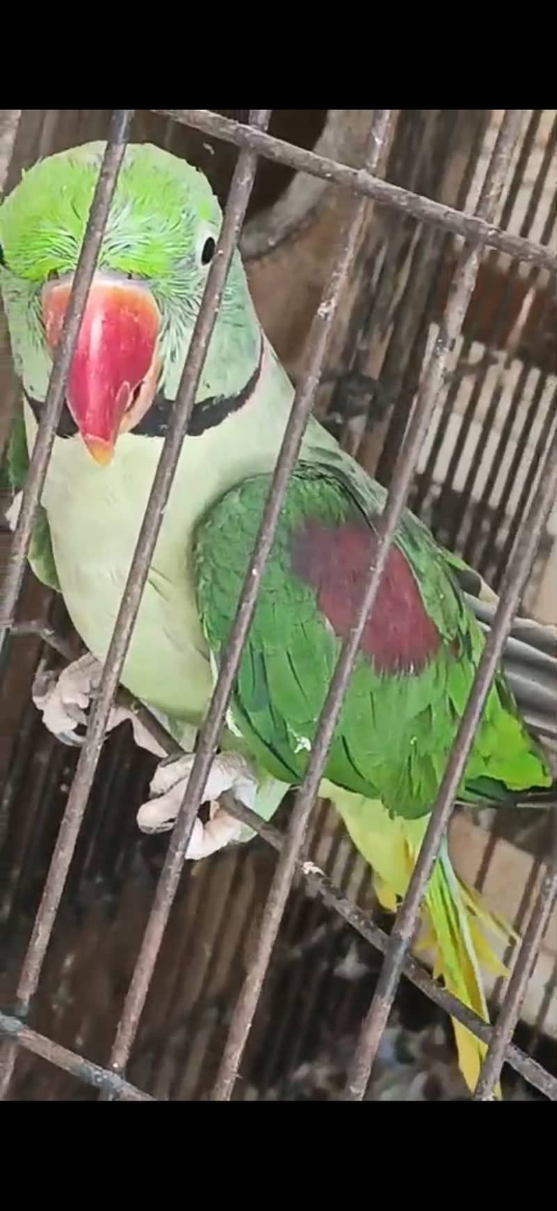 Raw Talking bird pair 2