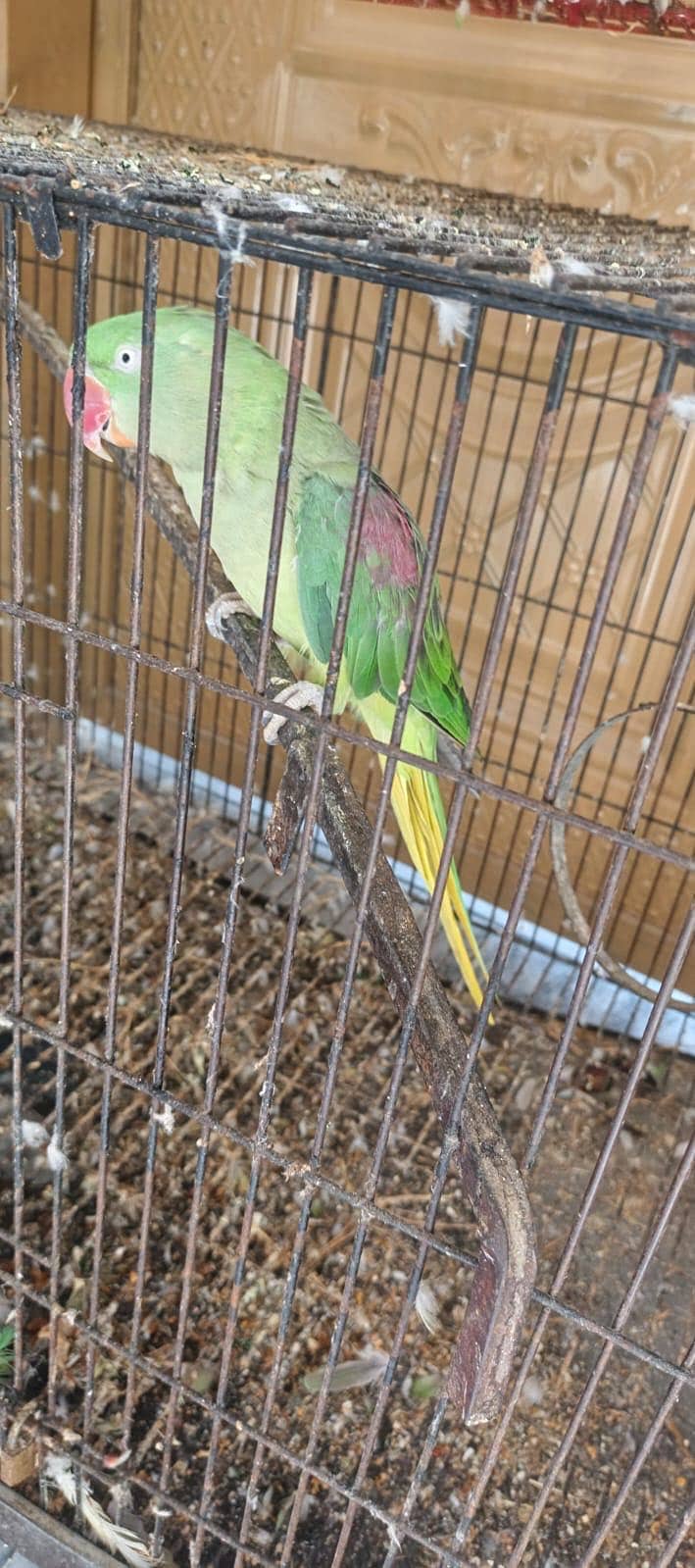 Raw Talking bird pair 3