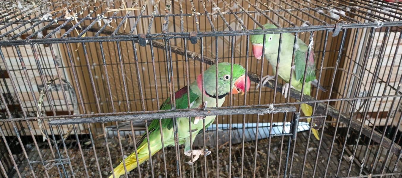 Raw Talking bird pair 4