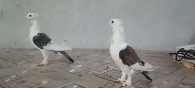 sentient pigeon