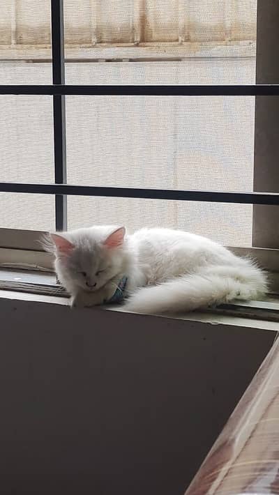 Kitten | Persian Kitten | Triple Coated White Persian Kitten For Sale