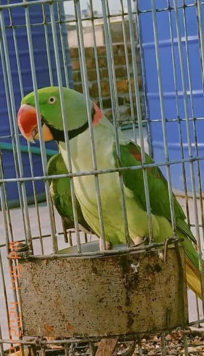 raw parrot for salecall WhatsApp 03291036893