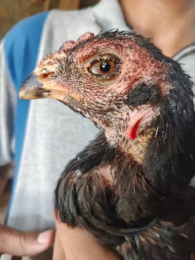 aseel Thai breeder murgi healthy and active egg  living