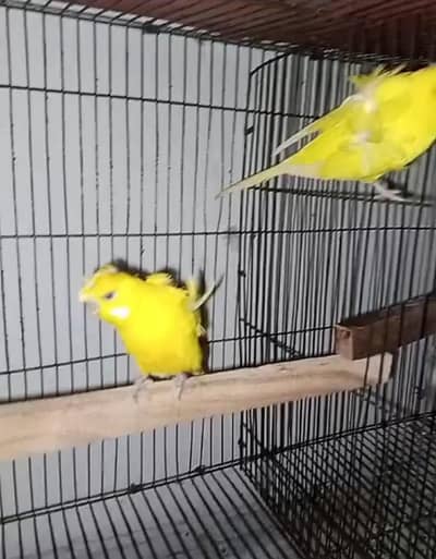 Hogoromo double flower  pair for sale location islamabad 03350763912