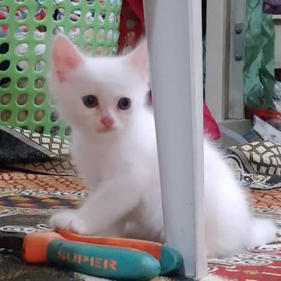 persian cat