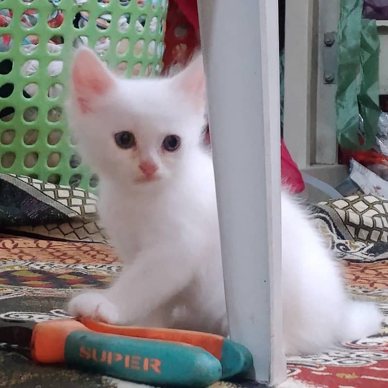 persian cat 0